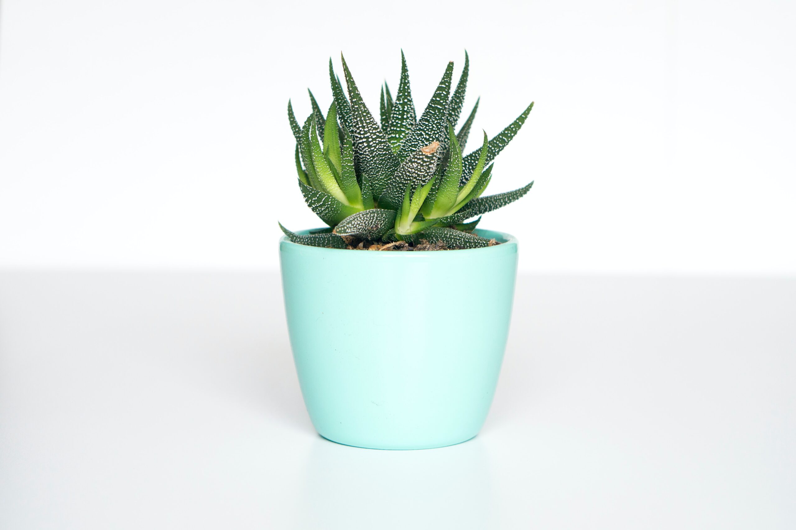plant in white background